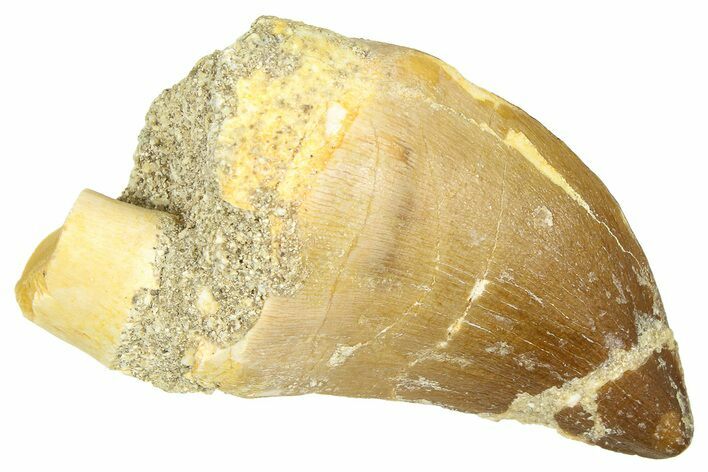 Fossil Mosasaur (Thalassotitan) Tooth - Morocco #374472